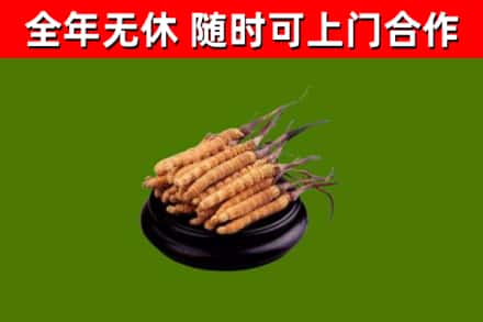 麻城回收冬虫夏草